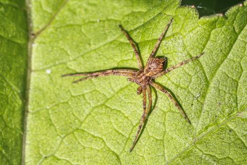 Philodromus sp.
